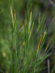 Alopecurus carolinianus