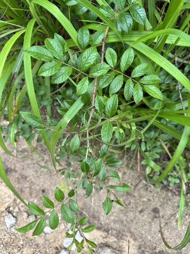 Rosa maximowicziana