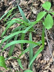 Carex siderosticta, photograph (c) Tatyana Petrenko, some rights reserved (CC BY)
