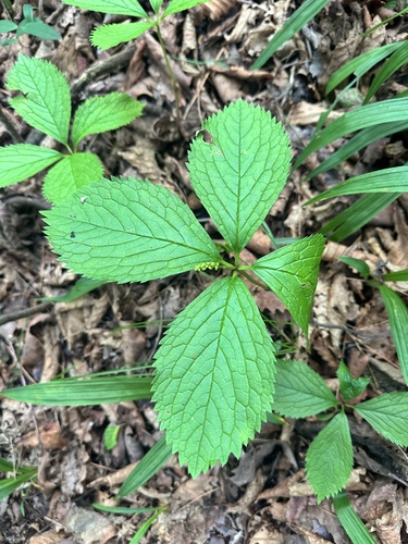 Chloranthus quadrifolius, photograph 2