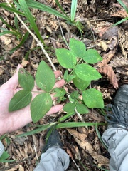 Lathyrus davidii