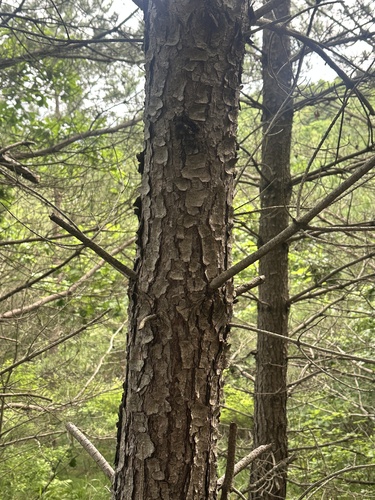 Pinus densiflora, photograph 5