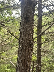 (c) Tatyana Petrenko, some rights reserved (CC BY) Pinus densiflora, photograph (c) Tatyana Petrenko, some rights reserved (CC BY)