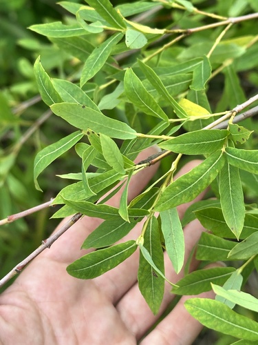Salix integra
