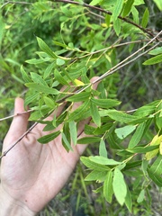 Salix integra, photograph (c) Tatyana Petrenko, some rights reserved (CC BY)