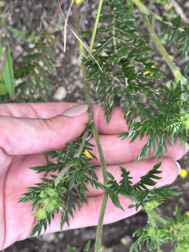 Potentilla chinensis, photograph 5