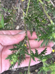 Potentilla chinensis, photograph (c) Tatyana Petrenko, some rights reserved (CC BY)