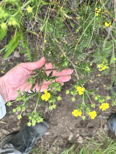 Potentilla chinensis, photograph 4