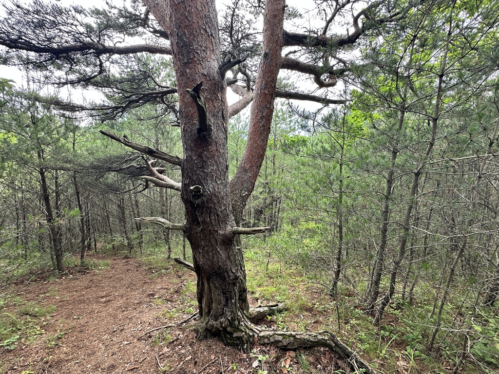 Pinus densiflora; photograph (c) Tatyana Petrenko, some rights reserved (CC BY)