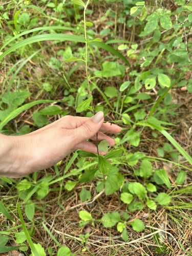 Artemisia keiskeana, photograph 1