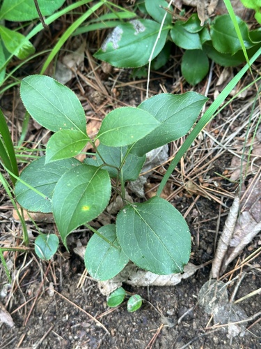 Atractylodes lancea, photograph 2