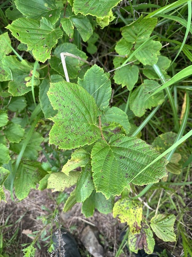 Corylus heterophylla
