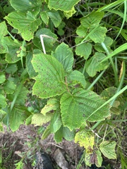 Corylus heterophylla