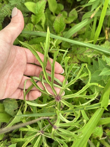 Syneilesis aconitifolia, photograph 3
