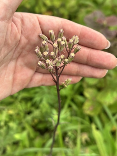 Syneilesis aconitifolia, photograph 4