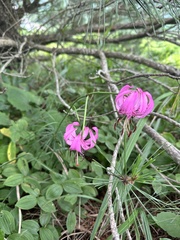 (c) Tatyana Petrenko, some rights reserved (CC BY) Lilium cernuum, photograph (c) Tatyana Petrenko, some rights reserved (CC BY)
