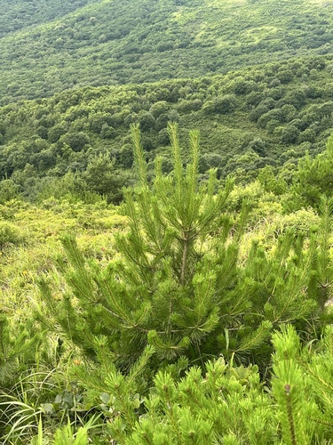 Pinus densiflora, photograph 4
