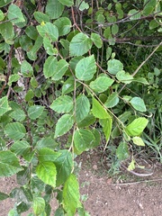 Betula davurica
