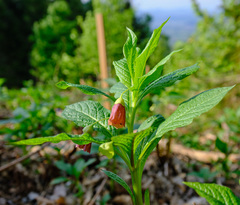 Scopolia carniolica