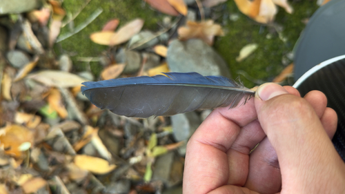 Steller's Jay seen in Sonoma Valley