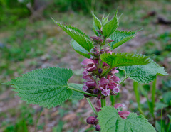Lamium orvala
