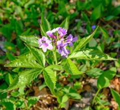 Cardamine pentaphyllos