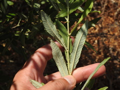 (c) Duarte Frade, some rights reserved (CC BY) Salix salviifolia, photograph (c) Duarte Frade, some rights reserved (CC BY)