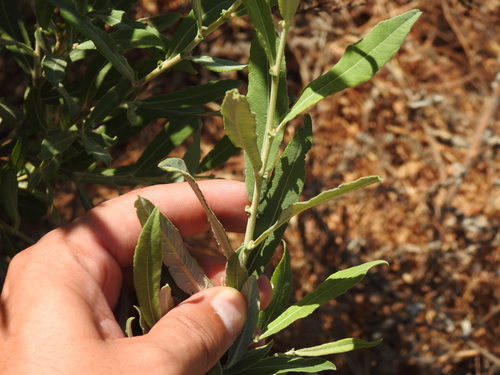 Salix salviifolia, photograph 4