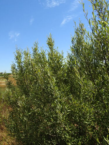 Salix salviifolia, photograph 5