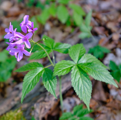 Cardamine pentaphyllos