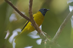 Brachypodius melanocephalos