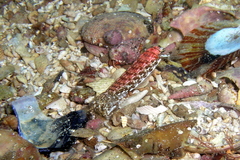 Austrosquilla osculans