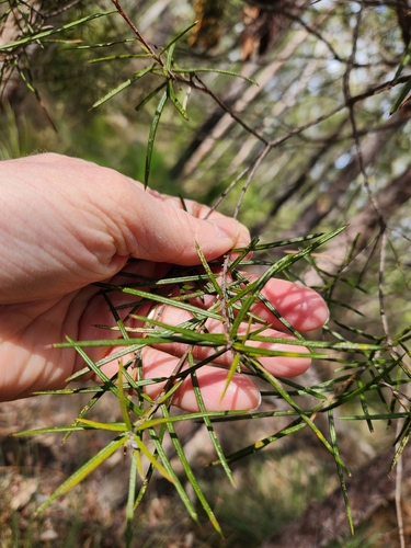 Lysicarpus angustifolius observed 2026-07-19