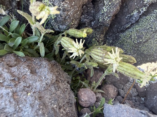 Silene suksdorfii, 2026-07-18