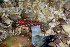 Austrosquilla osculans