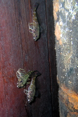 Bovichtus angustifrons