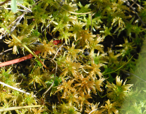 Sphagnum subsecundum observed 2026-07-18