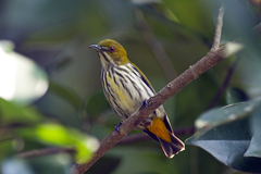 Dicaeum chrysorrheum