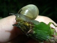 Otala lactea