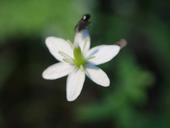 Meconella denticulata