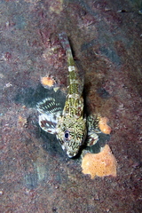 Bovichtus angustifrons