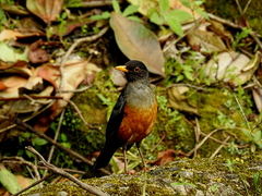 Turdus fulviventris