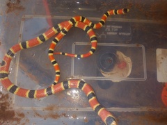 Sonora palarostris