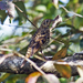 Scaly Thrush - Photo (c) Vijay Anand Ismavel, some rights reserved (CC BY-NC-SA)