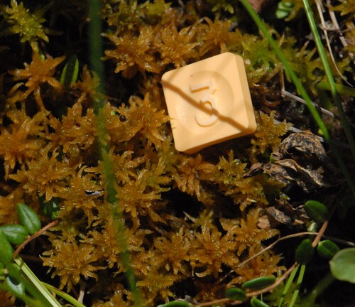 Sphagnum subsecundum observed 2026-07-18