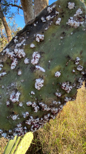 Cactus Scattered Cochineal