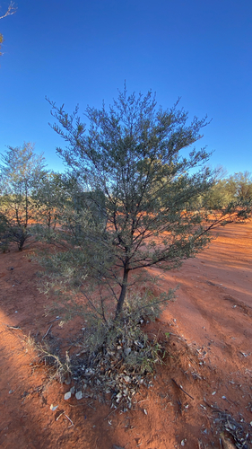 Mulga Acacia