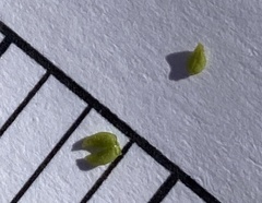 Plagiobothrys stipitatus micranthus