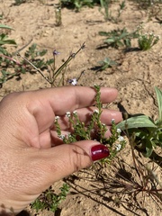 Plagiobothrys stipitatus micranthus