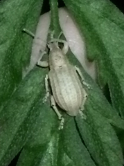 Compsus auricephalus